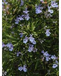 Розмарин лекарственный Корсикан Блю | Rosmarinus officinalis Corsican Blue | Розмарин лікарський Корсікан Блю